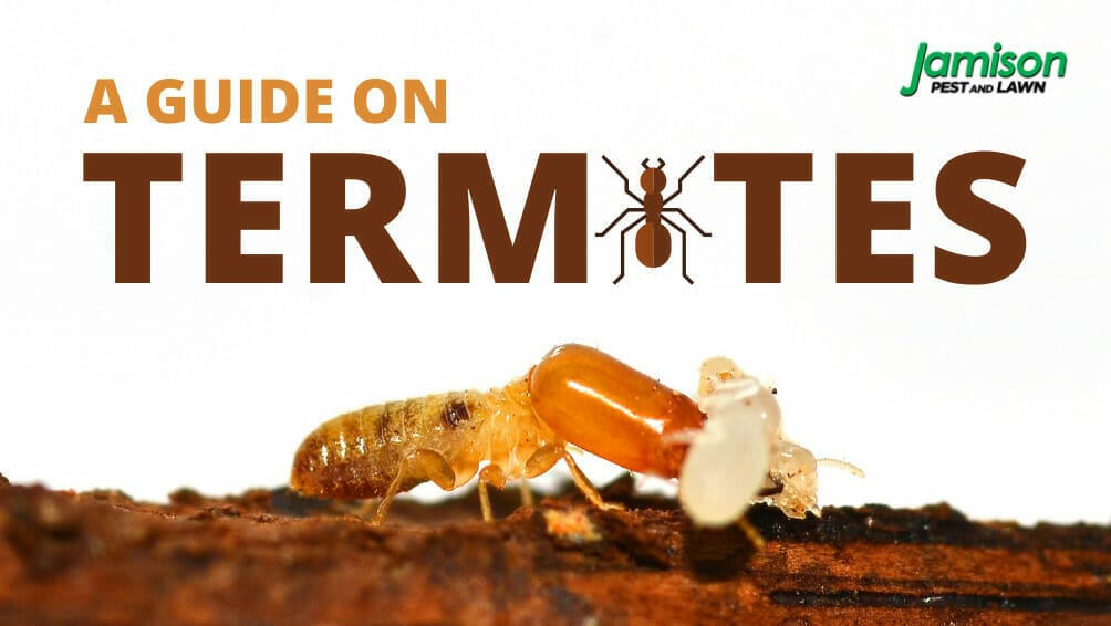 Termites 101: From Inspection To Control