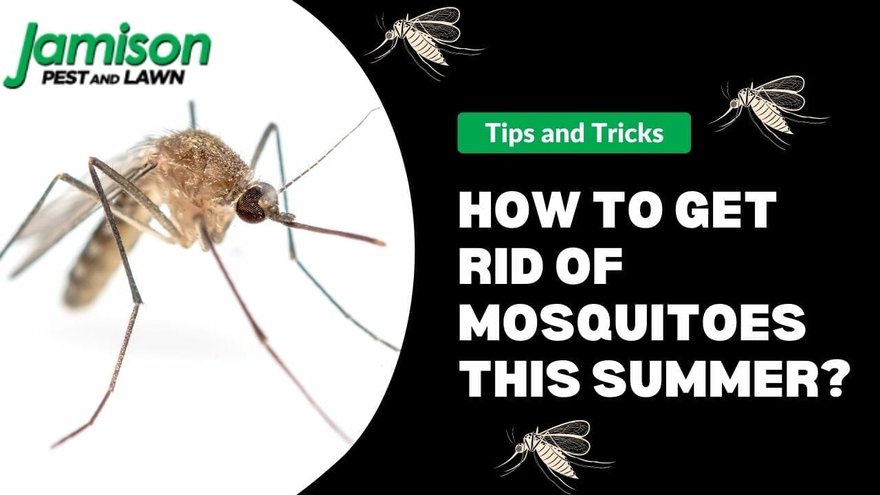 How To Get Rid Of Mosquitoes This Summer?