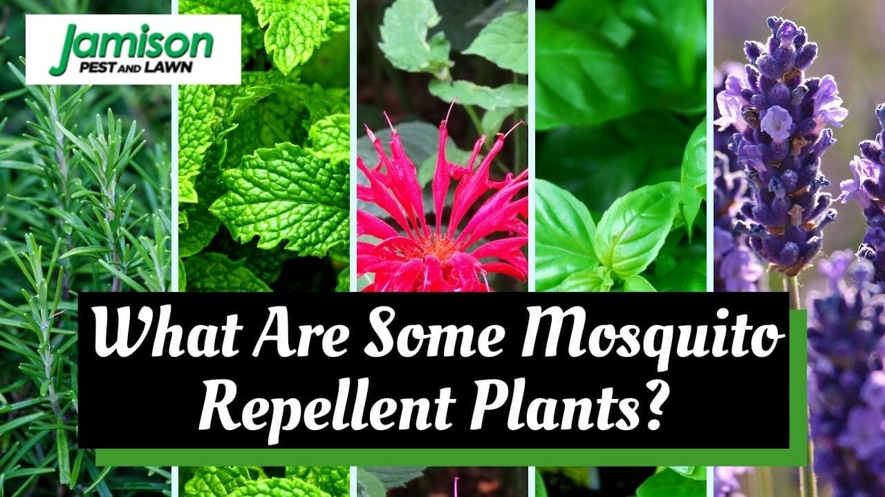 What Are Some Mosquito Repellent Plants?