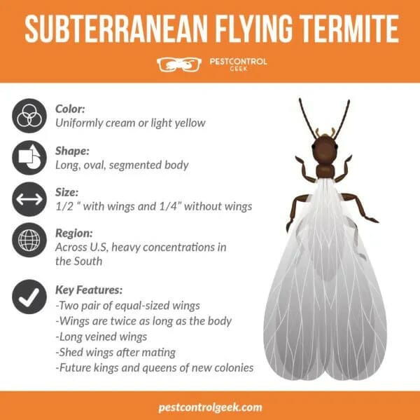 Flying termites