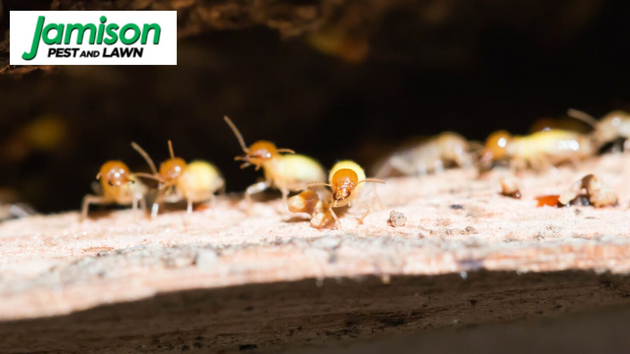 Should I Re-treat My Home For Termites?