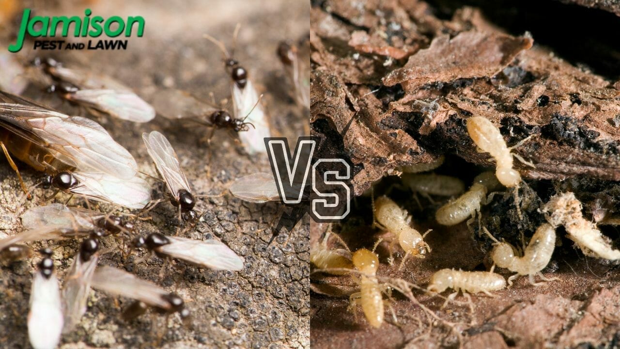 War in the backyard: Flying Ants Vs. Termites