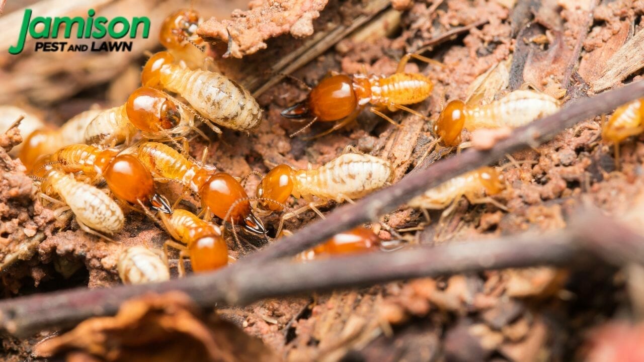 How To Get Rid Of Wood Termites Naturally
