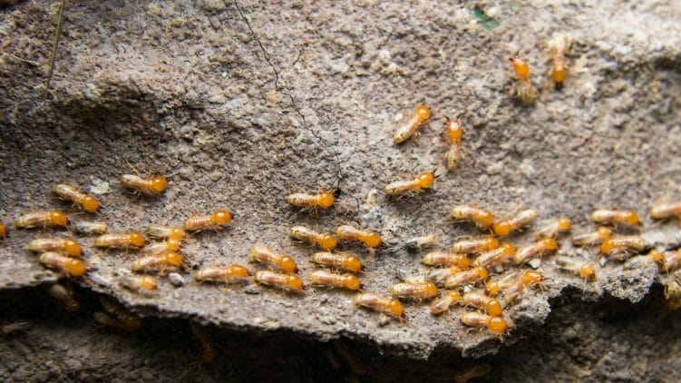 early warning signs of termites