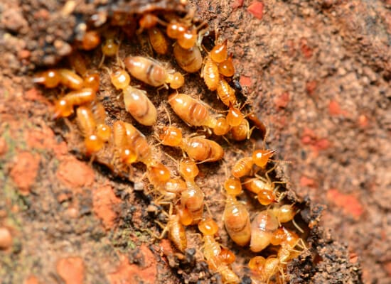 Termite Control Collierville, TN