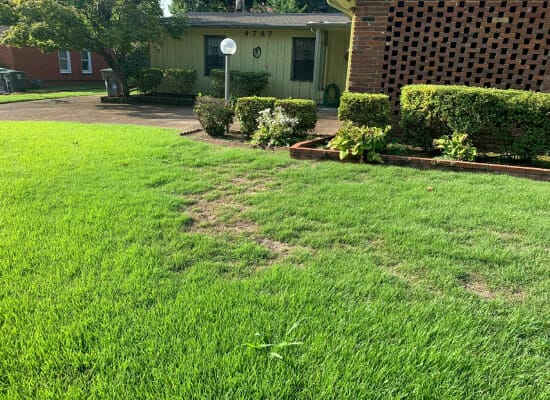 Lawn Care Olive Branch, MS