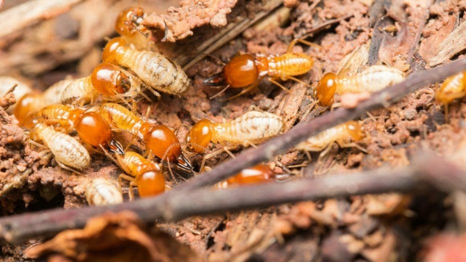 Termite Treatment Cost 