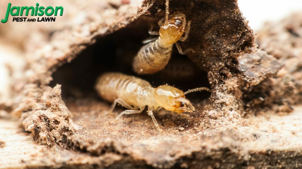 What You Should Know About Termite Treatment Cost In 2023