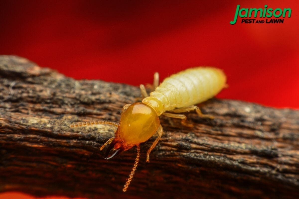 Top 10 Termite Exterminators In Memphis, TN