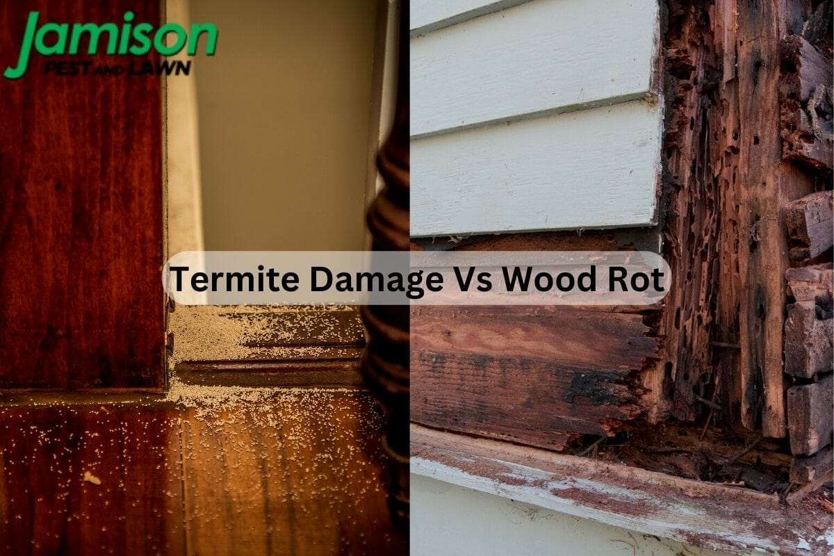 Termite Damage Vs Wood Rot: What’s The Difference And How Do You Fix It?