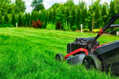 Lawn can harm the environment 