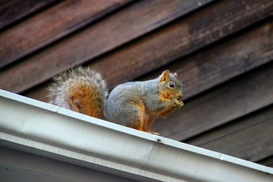 How To Keep Squirrels Off Roof 