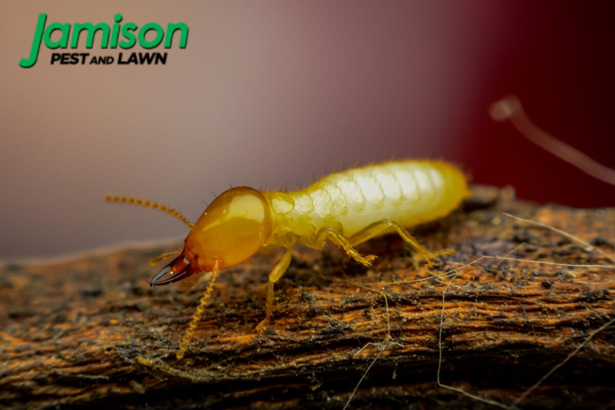 New Construction Termite Treatment: Pros And Cons