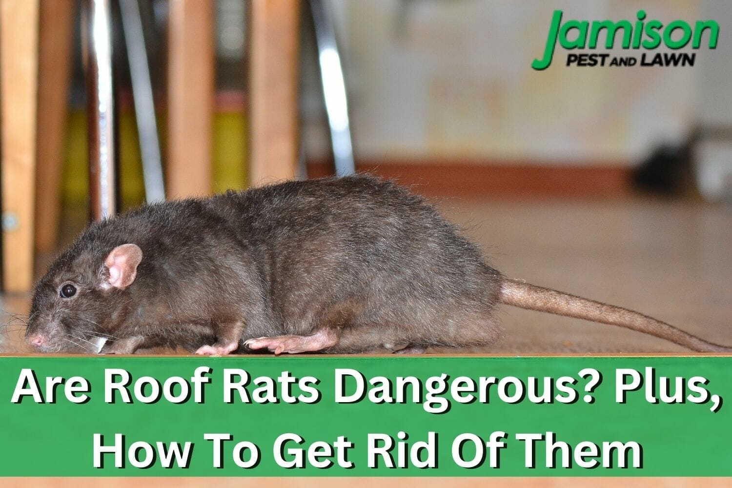 Are Roof Rats Dangerous? Plus, How To Get Rid Of Them