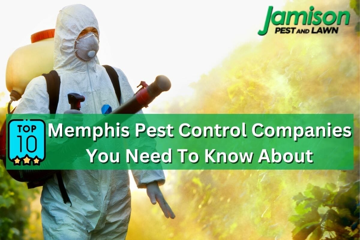 Top 10 Memphis Pest Control Companies You Need To Know About