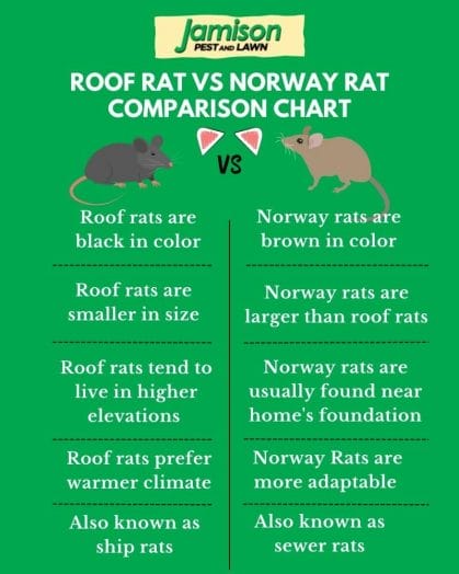 Roof rat vs norway rat