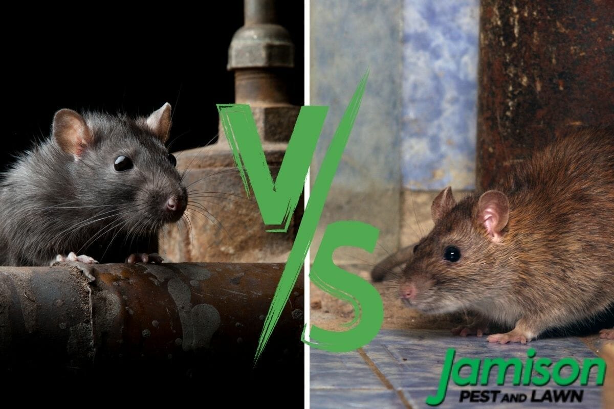 Roof Rat vs. Norway Rat: What’s The Difference?