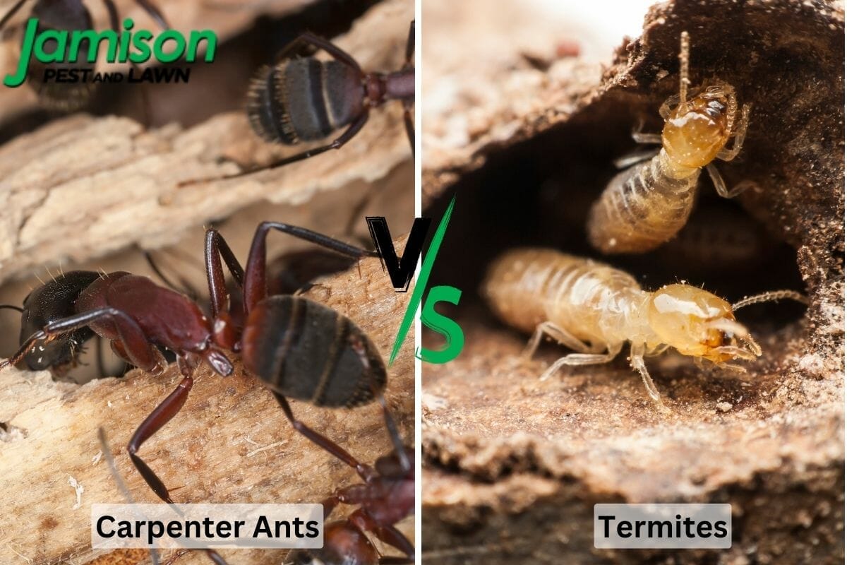 Carpenter Ants vs. Termites: Which One is Eating Away at Your Home’s Value?