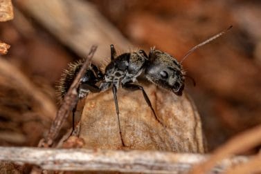 What are carpenter ants