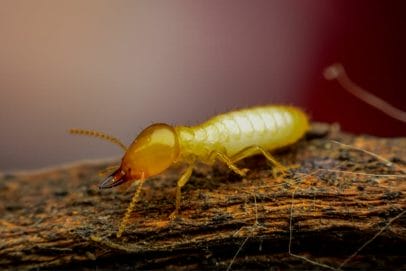 What are termites