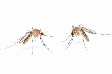 How much does mosquito control cost
