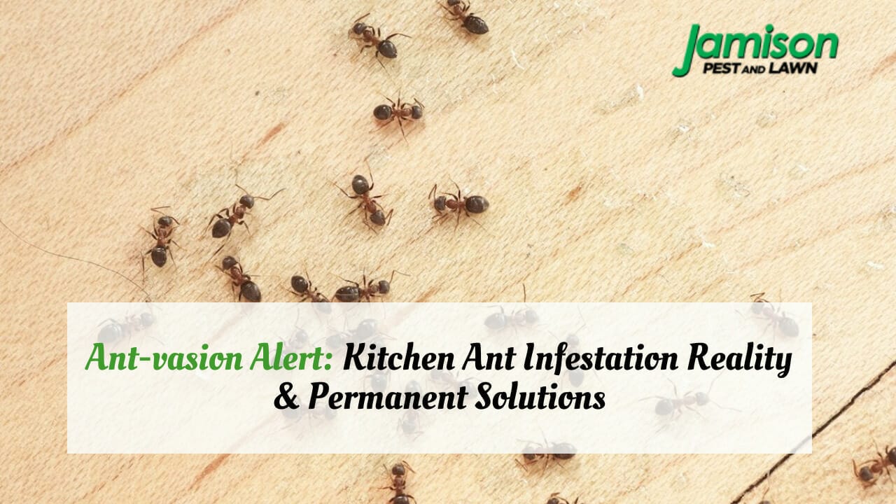 Ant-Vasion Alert: Kitchen Ant Infestation Reality & Permanent Solutions