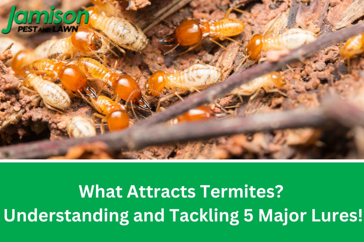 What Attracts Termites? Understanding and Tackling 5 Major Lures!