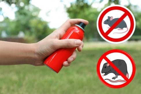 Rodent repellent spray