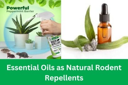 Oils as natural rodent repellents