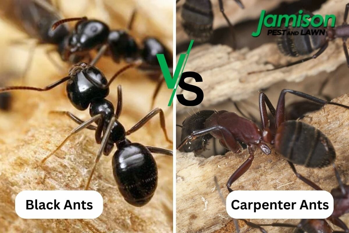 Carpenter Ants vs. Black Ants – Which Is Worse For Your Home?