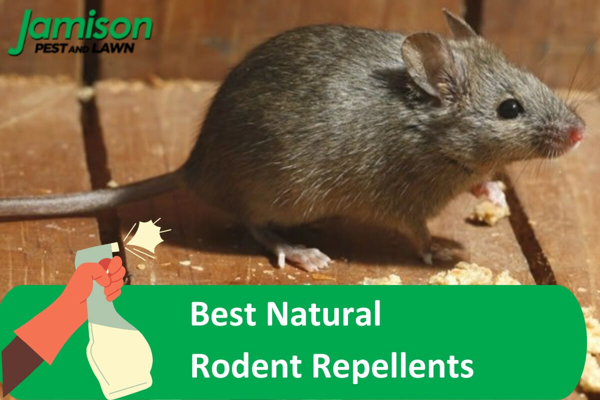A Guide to the Best Natural Rodent Repellents (& How To Use Them)