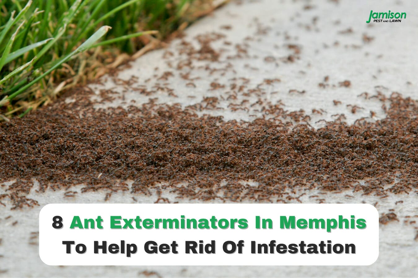 8 Ant Exterminators In Memphis To Help Get Rid Of An Infestation