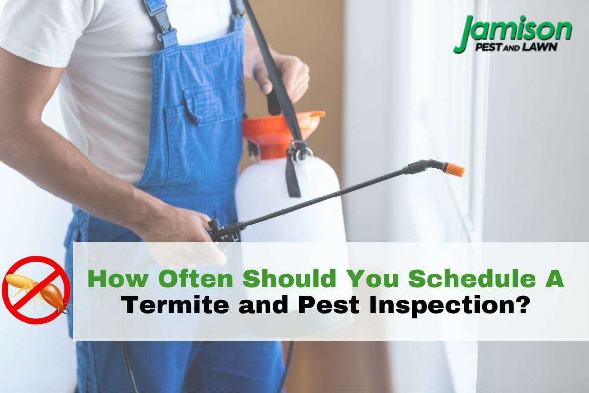 How Often Should You Schedule A Termite and Pest Inspection?