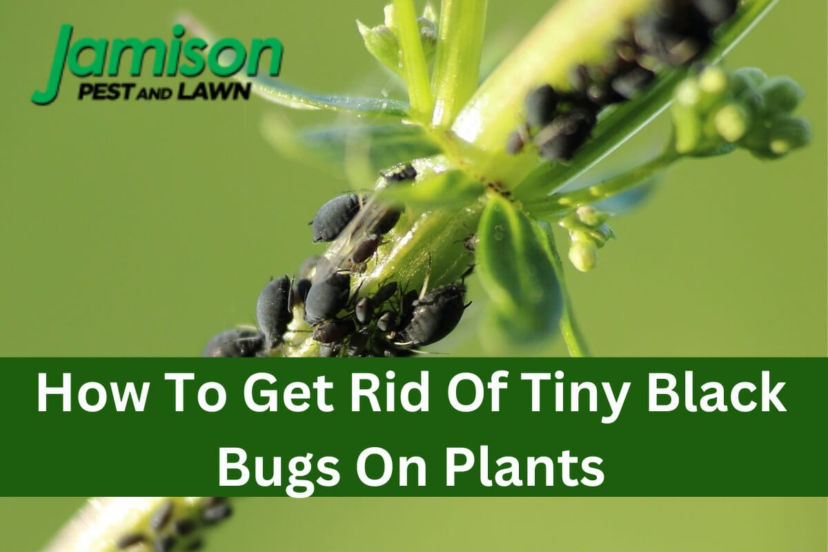 How To Get Rid Of Tiny Black Bugs On Plants