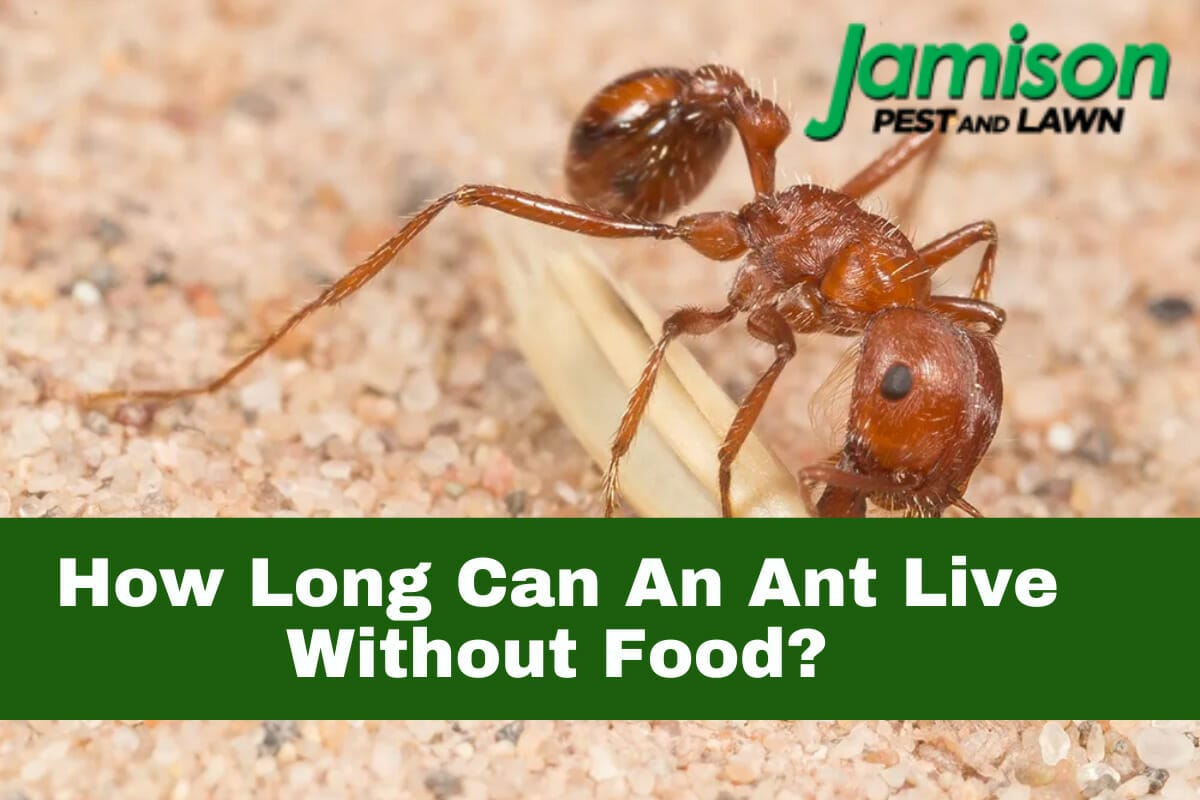 How Long Can An Ant Live Without Food?