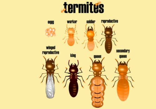Baby termite behavior