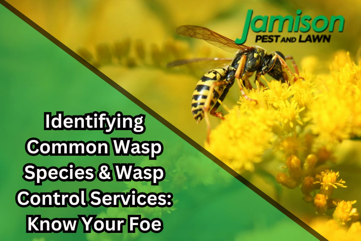 Identifying Common Wasp Species & Wasp Control Services: Know Your Foe